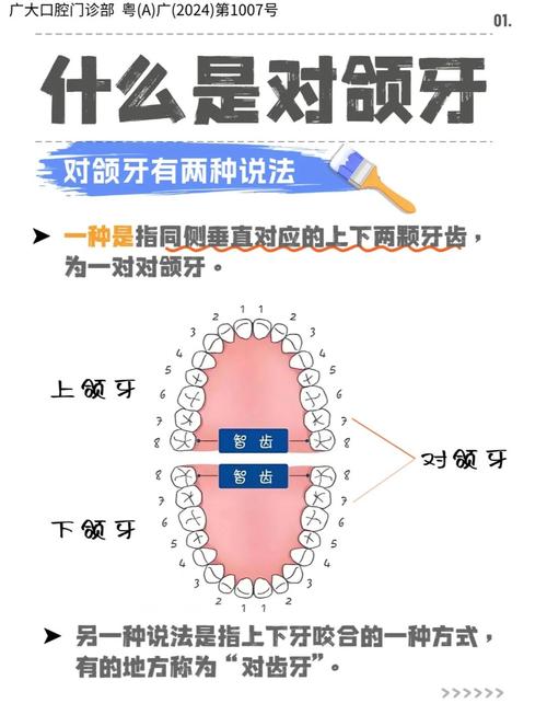 正畸中为什么要强调打开咬合?它对牙齿排列、咀嚼功能及颌面健康究竟有何关键作用?-图1 正畸中为什么要强调打开咬合?它对牙齿排列、咀嚼功能及颌面健康究竟有何关键作用?-图1