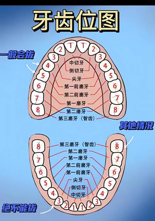 牙齿的分类方法有哪些?全面解析不同标准下具体划分为哪些类型?-图1 牙齿的分类方法有哪些?全面解析不同标准下具体划分为哪些类型?-图1