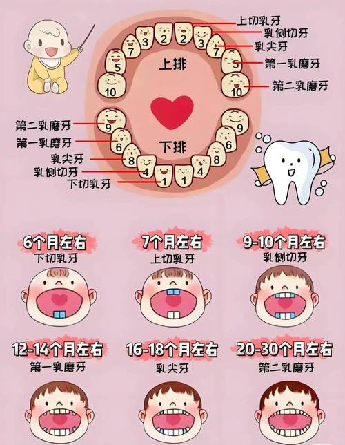 牙的图示表达方法有哪些？不同图示类型如何精准传递牙齿结构、功能及病变信息？-图1
