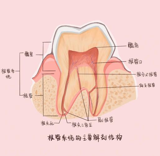 牙齿根管治疗中,面对弯曲或钙化根管,如何实现精准定位?常用方法有哪些及各自的优缺点?-图3 牙齿根管治疗中,面对弯曲或钙化根管,如何实现精准定位?常用方法有哪些及各自的优缺点?-图3