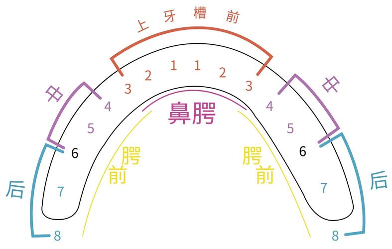 口腔各牙麻醉方法-图2