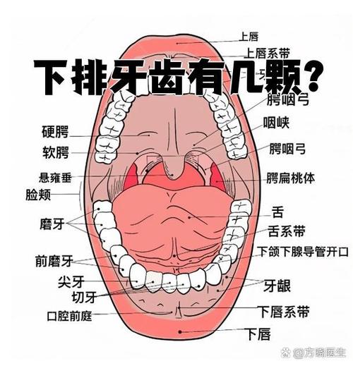 下颌牙齿排列方法-图1