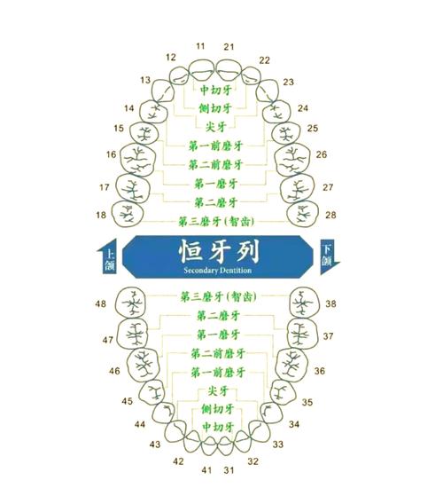 下颌牙齿排列方法-图3