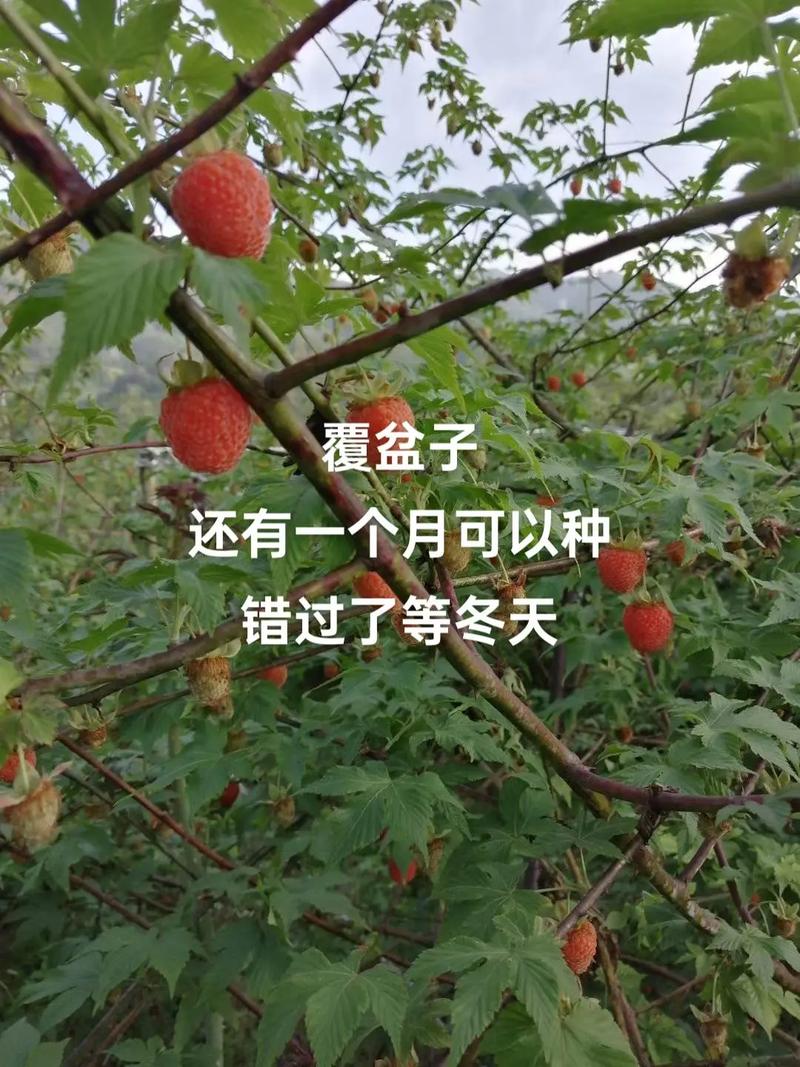 复盒子怎么种？新手必看的种植方法步骤详解！-图2