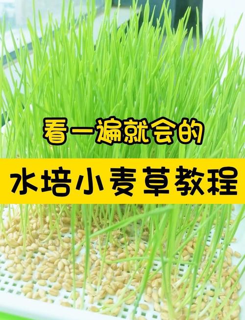 怎么种麦芽？详细方法步骤有哪些？-图1