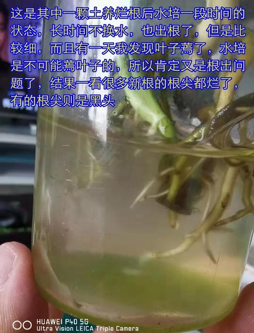 种植失败后如何正确处理？实用补救方法有哪些？-图2
