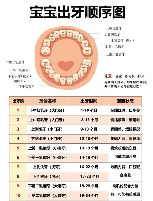 种牙对牙间距的具体要求是什么?-图2 种牙对牙间距的具体要求是什么?-图2