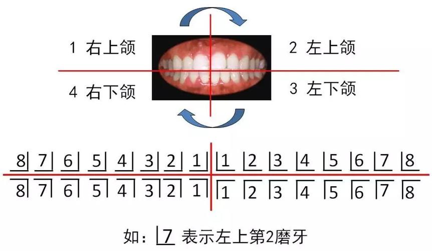 牙的记录方法通常包含哪些具体步骤？-图3