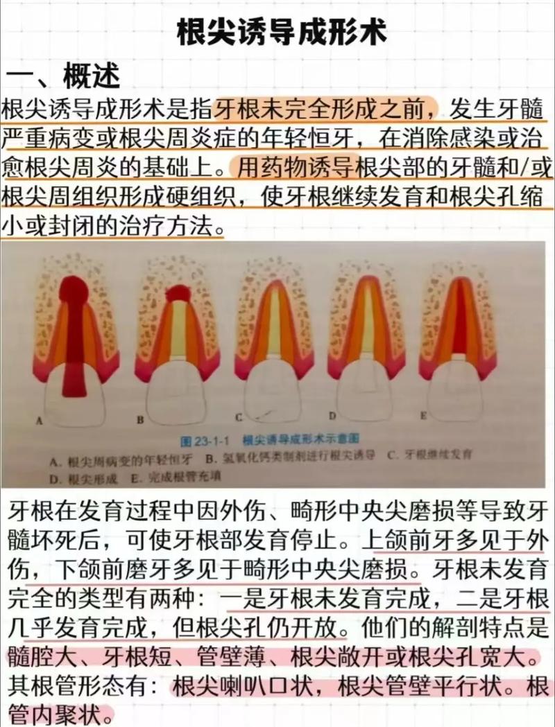 根尖治疗有哪些具体方法？各自适用什么情况？-图3