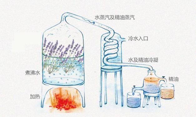藻酸盐提取方法-图1