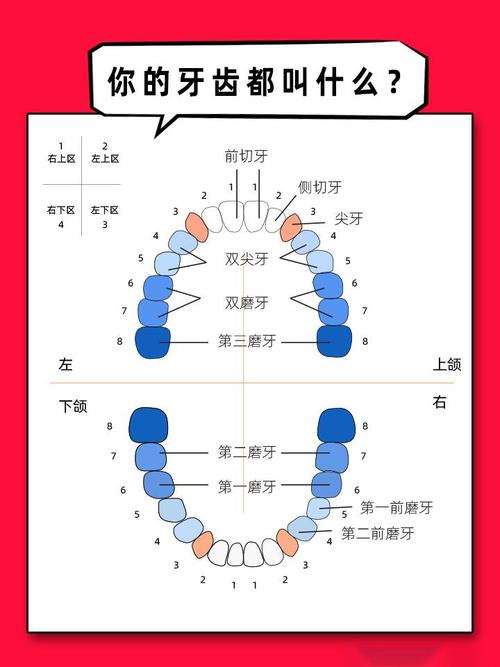 初学牙齿护理，新手有哪些基础方法要学？-图3