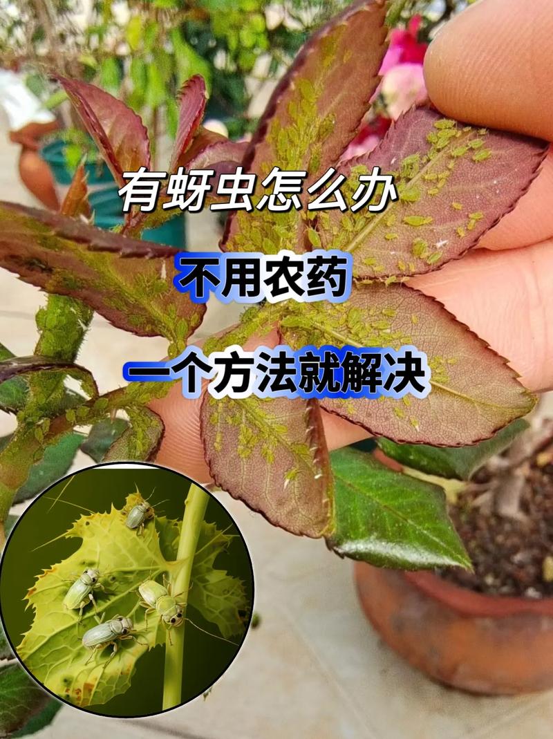 日常如何有效防治牙虫？实用方法有哪些？-图1