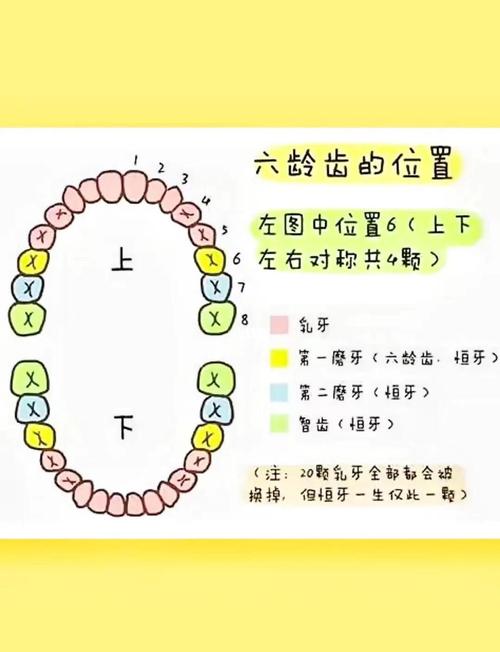六龄齿没有了能正畸吗-图1