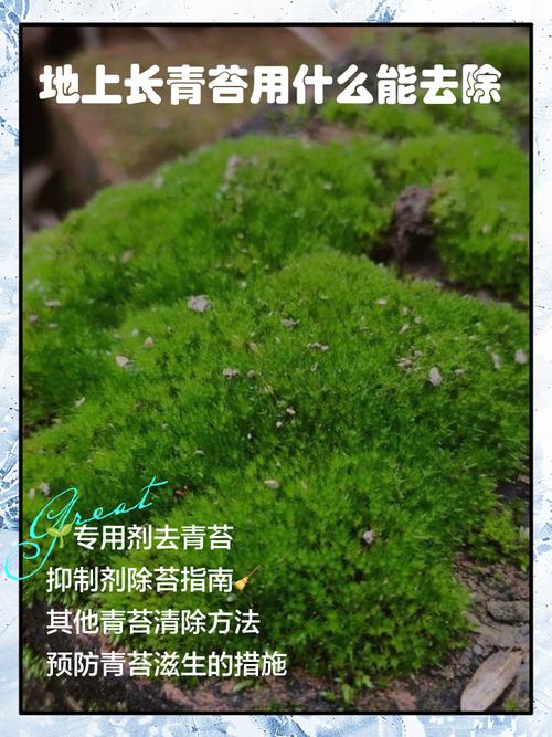 去除苔藓的方法-图1 去除苔藓的方法-图1