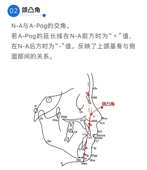 正畸模型如何分析牙量骨量协调性？-图2