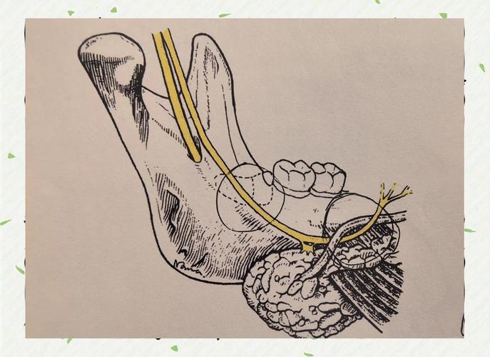 拔牙常用麻醉方法有哪些？如何选择最合适的？-图1