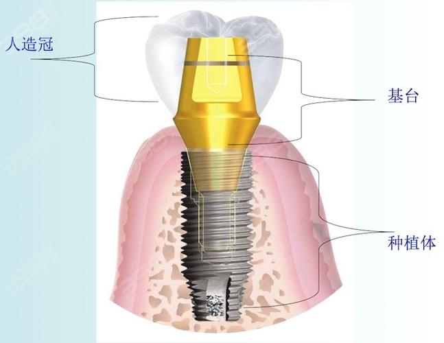 百康种植方法-图2