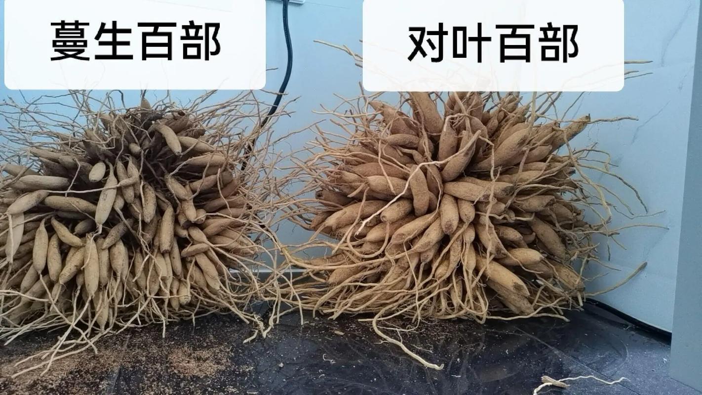 百康种植方法-图3