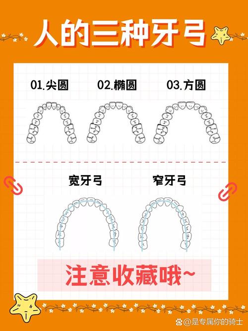 如何测量正畸牙弓长度？-图1