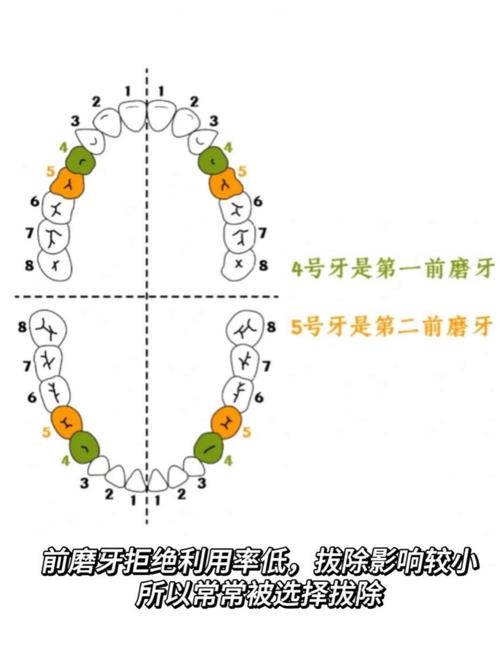 正畸收完牙缝,龅牙为何仍未改善?原因出在哪儿?-图2 正畸收完牙缝,龅牙为何仍未改善?原因出在哪儿?-图2