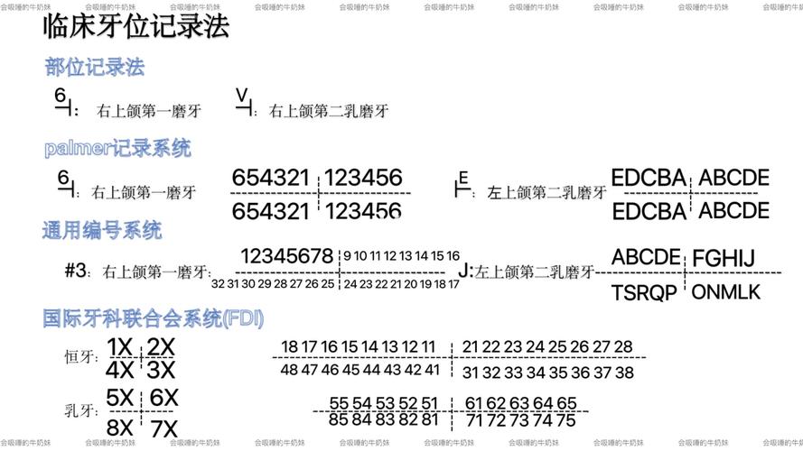 牙位记录方法如何快速准确掌握？-图3