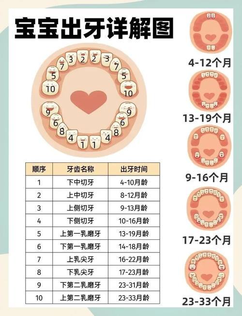 牙种什么时候出-图2 牙种什么时候出-图2