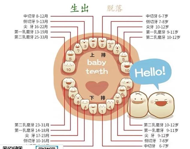 牙种什么时候出-图1 牙种什么时候出-图1