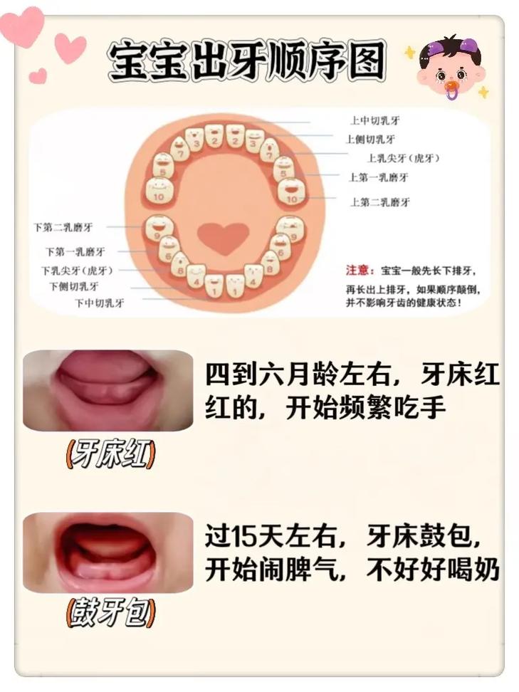 牙种什么时候出-图3 牙种什么时候出-图3