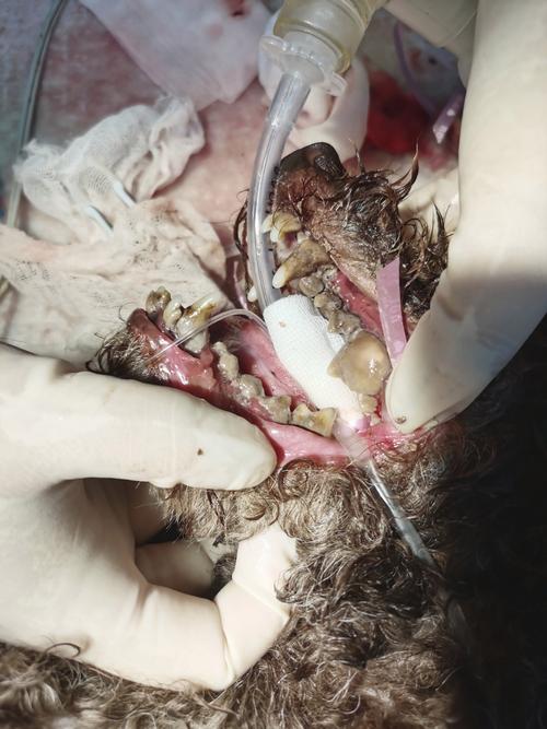 拜博种牙为何被指坑人？价格效果存疑？-图1