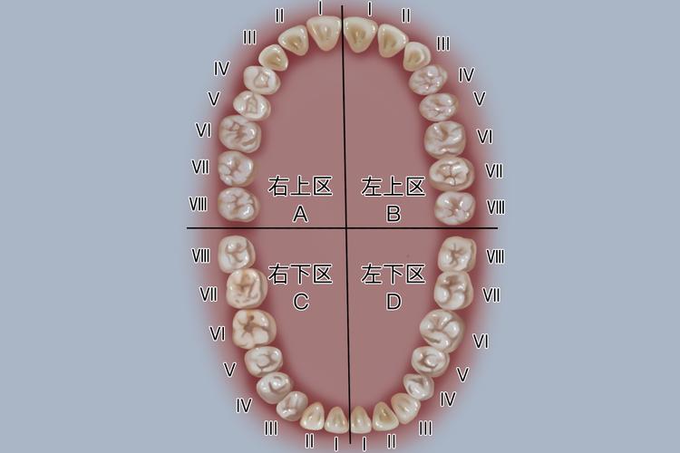 正畸下牙槽座点位置-图2