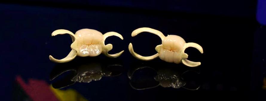 粘结桥和种牙-图1