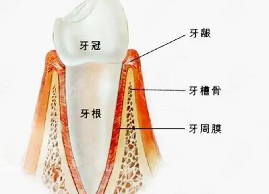种牙植骨图解详细展示哪些种植修复关键步骤？-图2