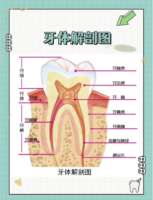 牙分为哪两种-图1