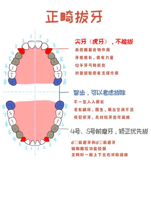 拔牙正畸容易反弹吗-图2