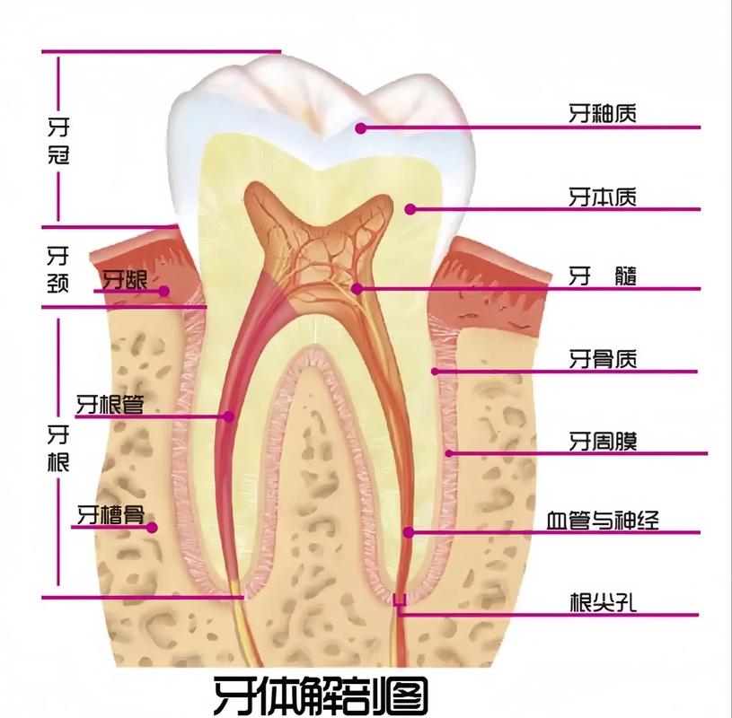 植体邻牙有牙髓炎-图2