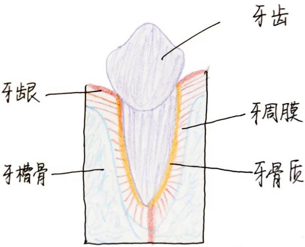 正畸边缘脊定位法，如何精准定位牙齿边缘脊？-图1