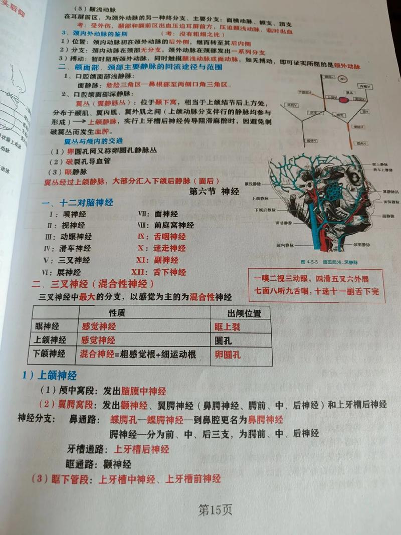 口腔正畸科笔记-图2