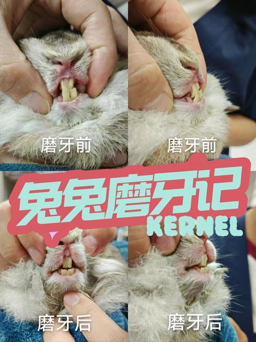 兔牙齿矫正前后图片,矫正效果究竟如何?-图2 兔牙齿矫正前后图片,矫正效果究竟如何?-图2